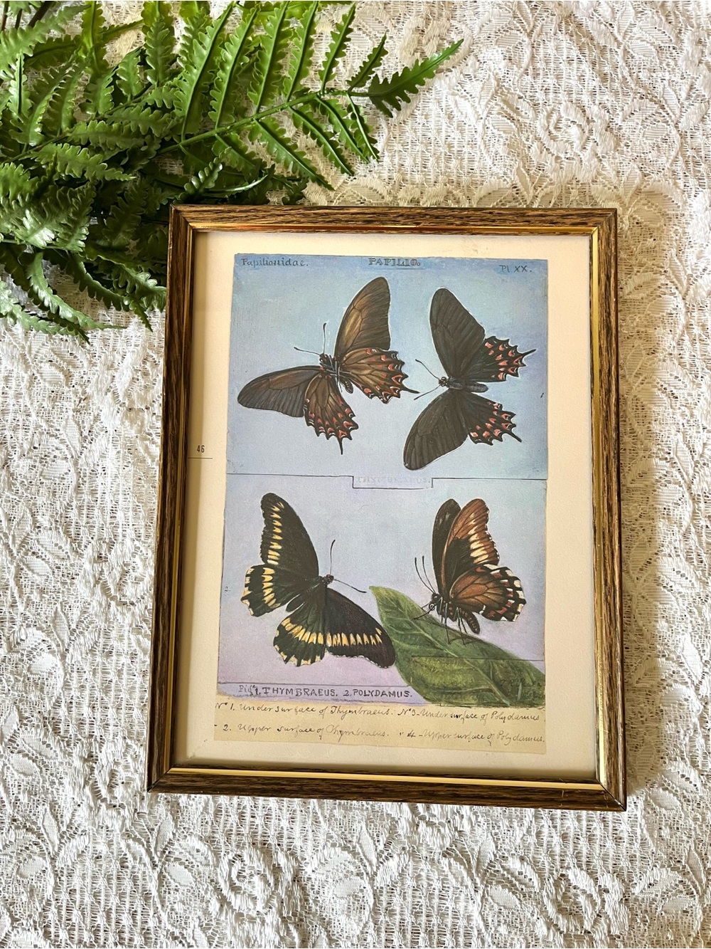 Vintage Framed Butterfly Decor 8.5” x 11”